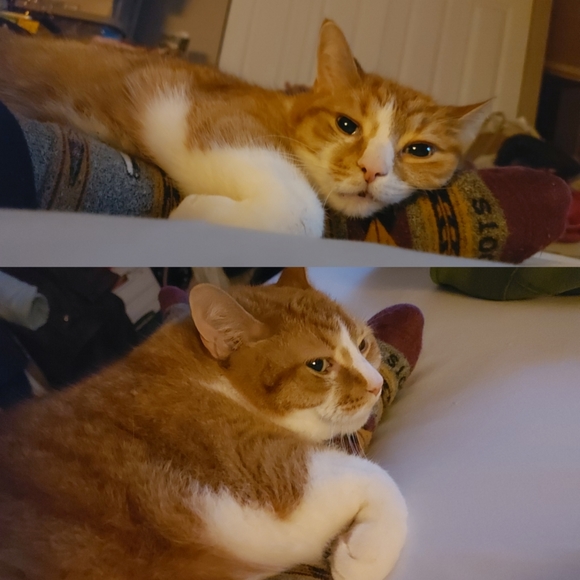 My Cats 𓃠🧡🧡𓃠 - Picture 16 of 16